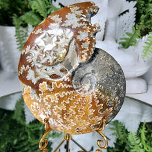 Lade das Bild in den Galerie-Viewer, Ammonit