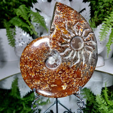 Lade das Bild in den Galerie-Viewer, Ammonit