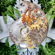 Lade das Bild in den Galerie-Viewer, Ammonit