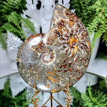 Lade das Bild in den Galerie-Viewer, Ammonit