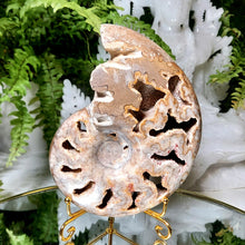 Lade das Bild in den Galerie-Viewer, Ammonite mit Druzy auf Stand