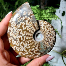 Lade das Bild in den Galerie-Viewer, Ammonit