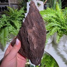 Lade das Bild in den Galerie-Viewer, Feenholz permineralisiertes fossiles Holz