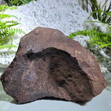 Lade das Bild in den Galerie-Viewer, Feenholz permineralisiertes fossiles Holz