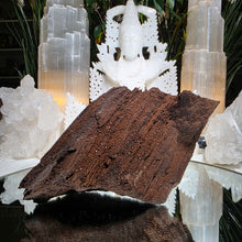Lade das Bild in den Galerie-Viewer, Feenholz permineralisiertes fossiles Holz