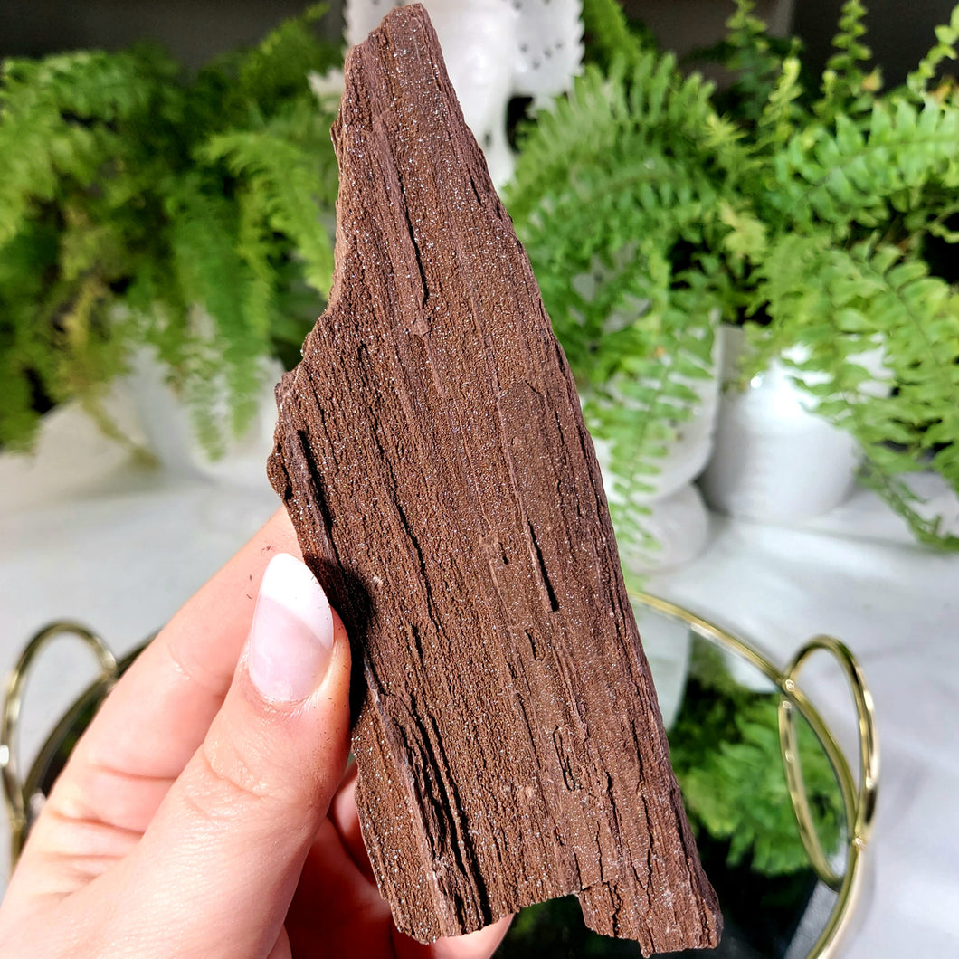 Feenholz permineralisiertes fossiles Holz
