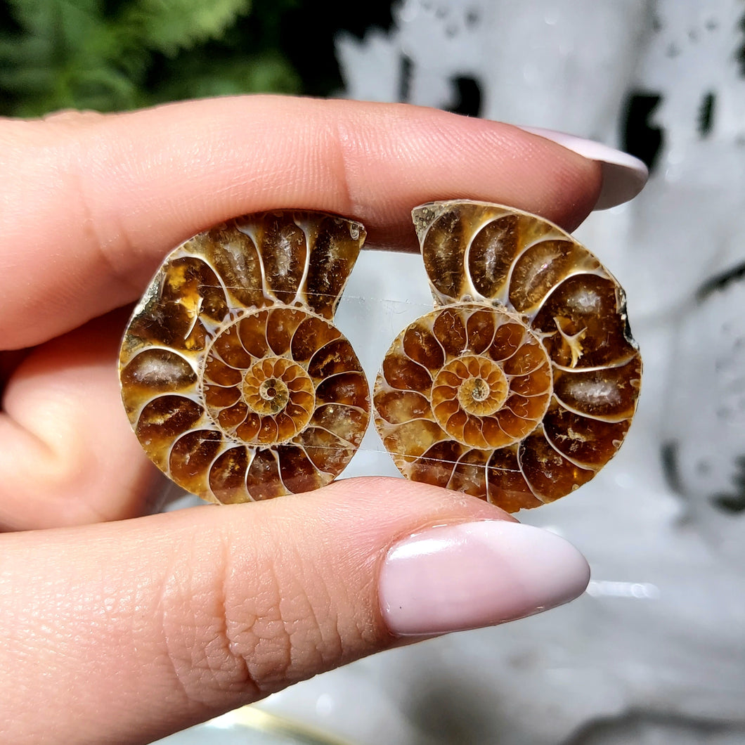 Ammonitenpaar