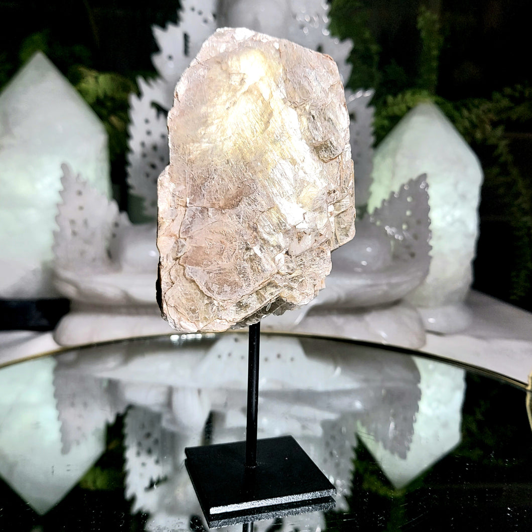 Golden Mica auf Stand