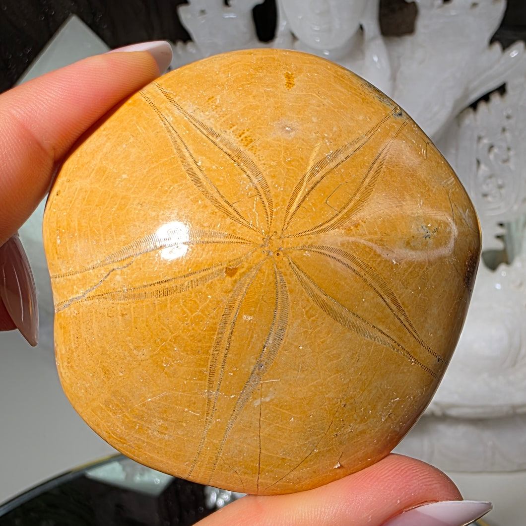 Versteinerter Seeigel
