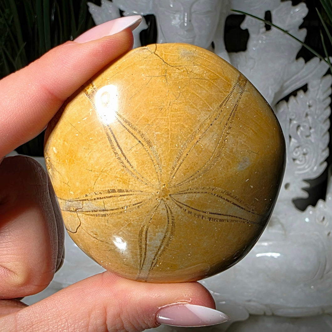 Versteinerter Seeigel