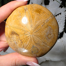 Lade das Bild in den Galerie-Viewer, Versteinerter Seeigel
