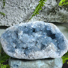 Lade das Bild in den Galerie-Viewer, Coelestin Cluster auf Stand
