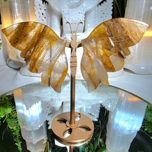 Lade das Bild in den Galerie-Viewer, Golden Healer Schmetterling auf Stand
