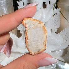Lade das Bild in den Galerie-Viewer, Versteinertes Holz
