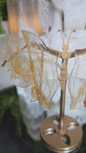 Laden und Abspielen von Videos im Galerie-Viewer, Golden Healer Schmetterling auf Stand
