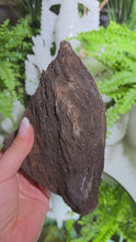 Laden und Abspielen von Videos im Galerie-Viewer, Feenholz permineralisiertes fossiles Holz
