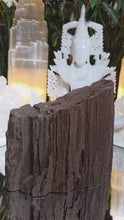 Laden und Abspielen von Videos im Galerie-Viewer, Feenholz permineralisiertes fossiles Holz
