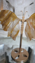 Laden und Abspielen von Videos im Galerie-Viewer, Golden Healer Schmetterling auf Stand
