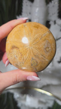 Laden und Abspielen von Videos im Galerie-Viewer, Versteinerter Seeigel
