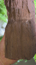 Laden und Abspielen von Videos im Galerie-Viewer, Feenholz permineralisiertes fossiles Holz
