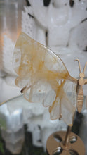 Laden und Abspielen von Videos im Galerie-Viewer, Golden Healer Schmetterling auf Stand
